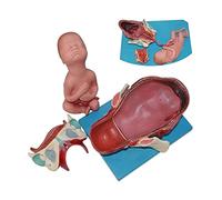 Modèle d'enseignement de l'accouchement Modèle corporel Modèle de démonstration de la Production de Sage-Femme Modèles