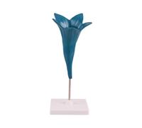 Modèle d'enseignement de l'anatomie avec démonstration en ffichage de la structure des plantes en ABS sur la base pour leçons de botanique, aide à la morphologie des fleurs, aide à la salle