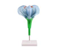 Modèle d'enseignement de l'anatomie avec démonstration en ffichage de la structure des plantes en ABS sur la base pour leçons de botanique, aide à la morphologie des fleurs, aide à la salle