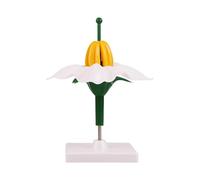 Modèle d'enseignement de l'anatomie avec démonstration en ffichage de la structure des plantes en ABS sur la base pour leçons de botanique, aide à la morphologie des fleurs, aide à la salle