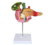 Modèle d'enseignement de l'anatomie du système digestif, pancréas humain, duodénum, vésicule biliaire, modèle d'anatomie pathologique, modèle d'enseignement du système digestif médical