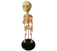 Modèle d'enseignement de Squelette fœtal de 35 cm, modèle de Squelette de bébé, modèle d'anatomie de bébé Humain, modèle de Squelette de crâne, Anatomie médicale, Anatomique