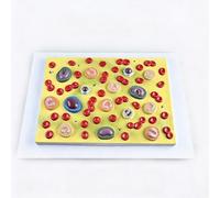 Modèle d'Enseignement des Cellules Sanguines Humaines, Modèle d'Enseignement du Système Circulatoire, avec une Identification Numérique Claire pour Explication et Affichage, Formation Infirmière