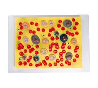 Modèle d'Enseignement des Cellules Sanguines Scientifique avec une Identification Numérique Claire, Modèle d'Enseignement du Système Circulatoire pour Outils Pédagogiques Auxiliaires