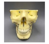 Modèle d'enseignement des dents de crâne, modèle d'enseignement médical de la cavité buccale de la tête standard adulte de fixation de fracture