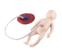 Modèle d'enseignement du cordon ombilical et du placenta néonatals, mannequins de formation en soins infirmiers for bébés, mannequin avec cordon ombilical et placenta, for outil d'enseignement en obst