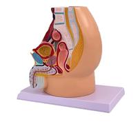 Modèle d'enseignement du système génito-urinaire - Anatomie humaine du bassin masculin - Coupe sagittale pour l'éducation médicale et la démonstration