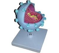 Modèle d'enseignement médical anatomique élargi du virus VIH