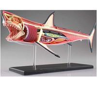 Modèle d'enseignement médical Modèle de requin Anatomie Modèle - Modèle anatomyytique animal - 20 organes amovibles Modèle d'enseignement de biologie de biologie - pour l'enseignement de l'étude
