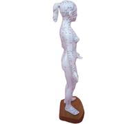 Modèle d'enseignement méridien et point d'acupuncture, mannequin de point | Modèle d'acupuncture du corps humain féminin, for étude étudiante, enseignement et démonstration de massage