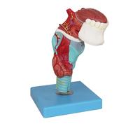 Modèle d'enseignement Modèle Anatomique du Larynx et de la Langue en 5 Parties Modèle Anatomique de la Langue et des Dents Grandeur Nature Modèle de stomatologie détachable
