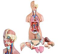 Modèle d'enseignement, modèle anatomique du torse de 55 cm pouvant être détaché 21 pièces organes reproducteurs mâles et femelles anatomie organes humains avec modèle d'organes internes médical, 55 c