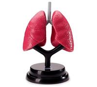 Modèle d'enseignement Modèle d'anatomie pulmonaire réaliste Modèle d'anatomie d'organe Interne Humain Amovible Aides pédagogiques médicales for l'enseignement