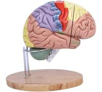 Modèle d'enseignement Modèle de Cerveau Anatomie Grossissement 2X Modèle de Cerveau Humain Psychologie avec 4 Parties détachables et Base de Support et marqueurs de localisation anatomiques