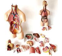 Modèle d'enseignement, modèle de Corps de Torse Humain, modèle d'anatomie de 55 cm, Organes de Buste Humain, 19 Parties, Petits systèmes anatomiques détachables, modèle d'organes p
