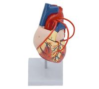 Modèle d'enseignement Modèle de cœur Anatomie cœur Humain 1:1 avec 2 Parties détachables Instructions de Position Anatomique étiquetées numériquement Vaisseau de Pontage Cardiaque Cœur