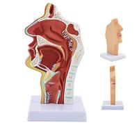 Modèle d'enseignement, modèle de Gorge de cavité nasale, modèle de Larynx Grandeur Nature avec caractéristiques pathologiques, Texture et Base claires pour l'étude et la Recherche en faculté