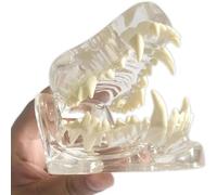 Modèle d'enseignement Modèle Dentaire canin Réplique de l'anatomie du Corps Animal Dents d'animaux Transparentes Modèle de Dents Canines Tête de Chien Articulation du Chien