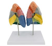 Modèle d'enseignement, modèles d'anatomie du Corps Humain, poumons d'école de médecine avec Texture Claire et partition numérique étiquetée et colorée, modèle de poumon du système