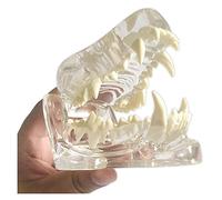 Modèle Dentaire Canin, Réplique De L'anatomie du Corps Animal, Modèle De Dents d'animaux Transparent, Tête De Chien Articulation De La Mâchoire Supérieure Et Inférieure Modèle De Dents De Ch