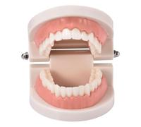 Modèle Dentaire Étudiant PVC avec Charnière Flexible et 28 Dents Fixées | Idéal pour la démonstration authentique et l'apprentissage de l'anatomie buccale par les futurs professionnels de santé