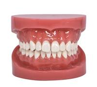 Modèle dentaire Modèle de dent Typodont 1:1 Brossage Pratique de la soie dentaire Mode Dents Gencive Démonstration anatomique visible pour l'étude Modèle d'enseignement standard pour adultes
