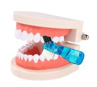 Modèle Dentaire,Modèle Oral de Démonstration,avec Brosse à Dents,pour l'Enseignement