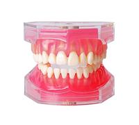 Modèle Dentaire, Modèle Standard D'extraction De Dents pour Adultes, Modèle D'enseignement Oral De Dents Amovibles À Bouche Entière, Modèle D'enseignement De La Communication chez Le Dentiste