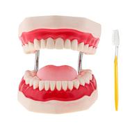 Modèle Dentaire Oral 6X Grossissement Langue Pvc