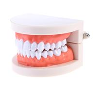 Modèle Dentaire Pédagogique en PVC, Démonstration mâchoire | Dents Fixes Base, pour Expliquer Prothèses et Brossage, en Cabinet ou Consultation Dentaire