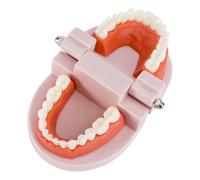 Modèle Dentaire Pédagogique en PVC, Dents Fixes, Outil de Démonstration | Support Visuel pour Consultations Médicales, Explication des Prothèses et Apprentissage du Brossage Garçon Fille