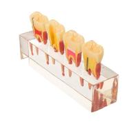 Modèle Dentaire Pédagogique pour Garçon et Filles, Dents Primaires,