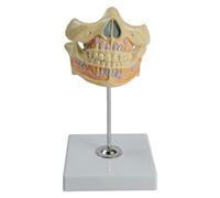 Modèle dentaire permanent, modèle d'anatomie de gingiva de dent humaine pour la recherche scientifique, les paramètres cliniques, rapport médical d'affichage de clinique
