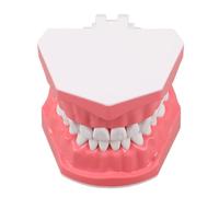 Modèle Dentaire Rose en Plastique pour Démonstration de Brossage | Surface Lisse, Usage Pédagogique pour Anatomie Buccale, Classes Santé Dentaire, Maisons, Garçon Fille