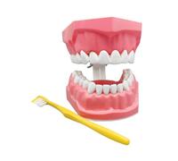 Modèle Dentaire Standard - Mâchoire Articulée Pédagogique Abs, Kit Démonstration Hygiène Buccale Complet, Outil Apprentissage Brossage Dents Enfant | Ressource Interactive Études Médicales École Pour