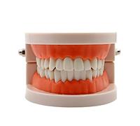 Modèle Dentaire Standard, Modèle D'enseignement, Modèle Oral pour Enfants, Brossage des Dents, Enseignement, Recherche, Outil De Communication