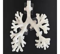 Modèle d'entraînement à la bronchoscopie - 5 niveaux d'anatomie de l'arbre bronchique pour l'éducation médicale et la formation infirmière