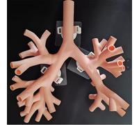 Modèle d'entraînement à la bronchoscopie - 5 niveaux d'anatomie de l'arbre bronchique pour l'éducation médicale et la formation infirmière