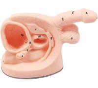 Modèle d'entraînement au cathétérisme urinaire masculin et féminin - Ensemble d'enseignement anatomique for l'anatomie génitale interne et externe(Male)