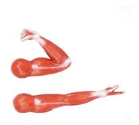 Modèle des muscles fléchisseurs et extenseurs du bras, en 2 parties, modèle anatomique du muscle, modèle anatomique du bras, anatomie des muscles de l'épaule A