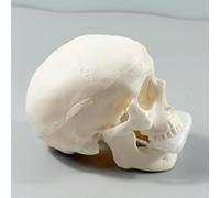 Modèle d'esquisse de crâne | Modèle d'enseignement de l'anatomie du crâne humain | Petits crânes artisanaux Décoration d'Halloween pour enseigner l'anatomie d'apprentissage en salle de classe Outil