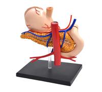 Modèle d'estomac humain 3D pour l'instruction des soins infirmiers et de la | Base rectangulaire, caractéristiques multicolores visibles, aide pédagogique pour les leçons d'anatomie de base de l'estomac