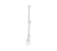 Modèle détaillé de clavicule osseuse du bras gauche ou droit construit à partir de texture en PVC solide pour démonstration en classe modèle d'enseignement clinique