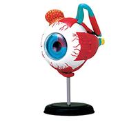 Modèle d'étude Anatomique d'organe Humain - de Globe Oculaire Éducation médicale Démontage et assemblage 32 pièces for l'enseignement médical