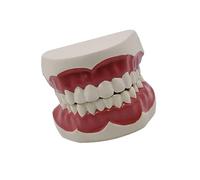 Modèle d'étude dentaire standard pour adulte Modèle de simulation des dents Structure des dents pour étudiants Apprentissage Éducation Standard
