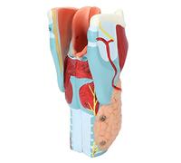 Modèle D'étude, Modèle D'anatomie de la Gorge Humaine, Modèle D'anatomie Laryngée 2x Modèle D'anatomie de la Gorge Agrandie du Larynx