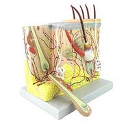 Modèle d'étude Modèle d'anatomie de la Peau Zoom Avant 70 Fois Modèle de Visage cosmétique de la Peau Humaine Peu invasive pour Le Maquillage Salon de beauté Formation pédagogique
