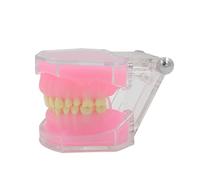 Modèle d'étude Typodont Dents détachables Modèle de Dents Modèle de Dents Médical Outil d'enseignement de démonstration