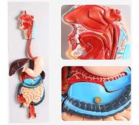 Modèle digestif, modèle éducatif 3D d'anatomie d'organe humain | Modèle éducatif 3D du système digestif pour l'apprentissage de l'anatomie, idéal pour l'enseignement scolaire et la formation