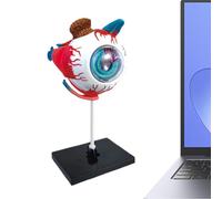 Modèle d'Œil Humain | Anatomie Détachable du Globe Oculaire | Jouet Éducatif Scientifique | pour Bureau Médecin École Université Salle de Classe